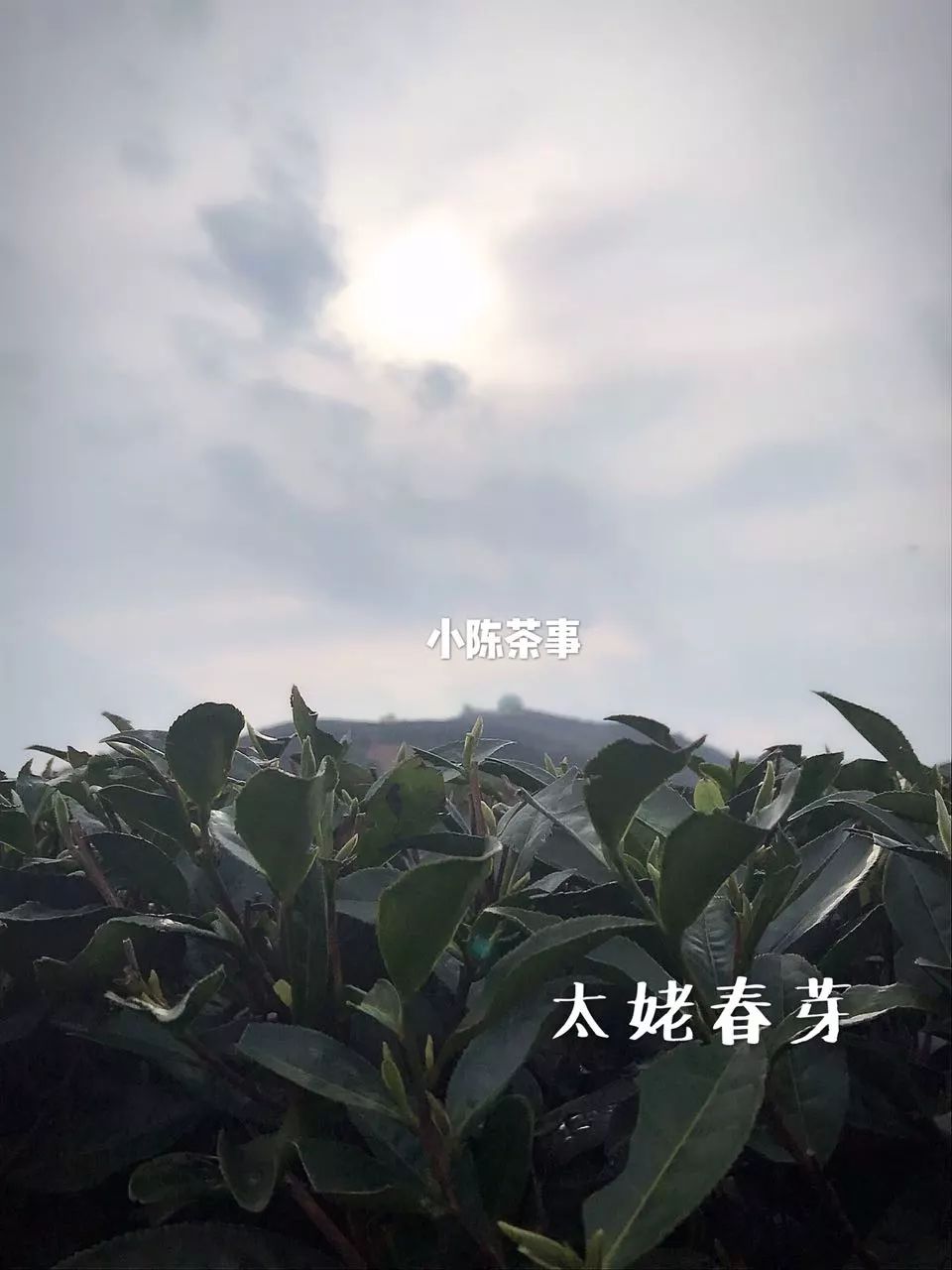 在淘宝上买茶还是在实体店买茶 (为什么不想在网上买茶)