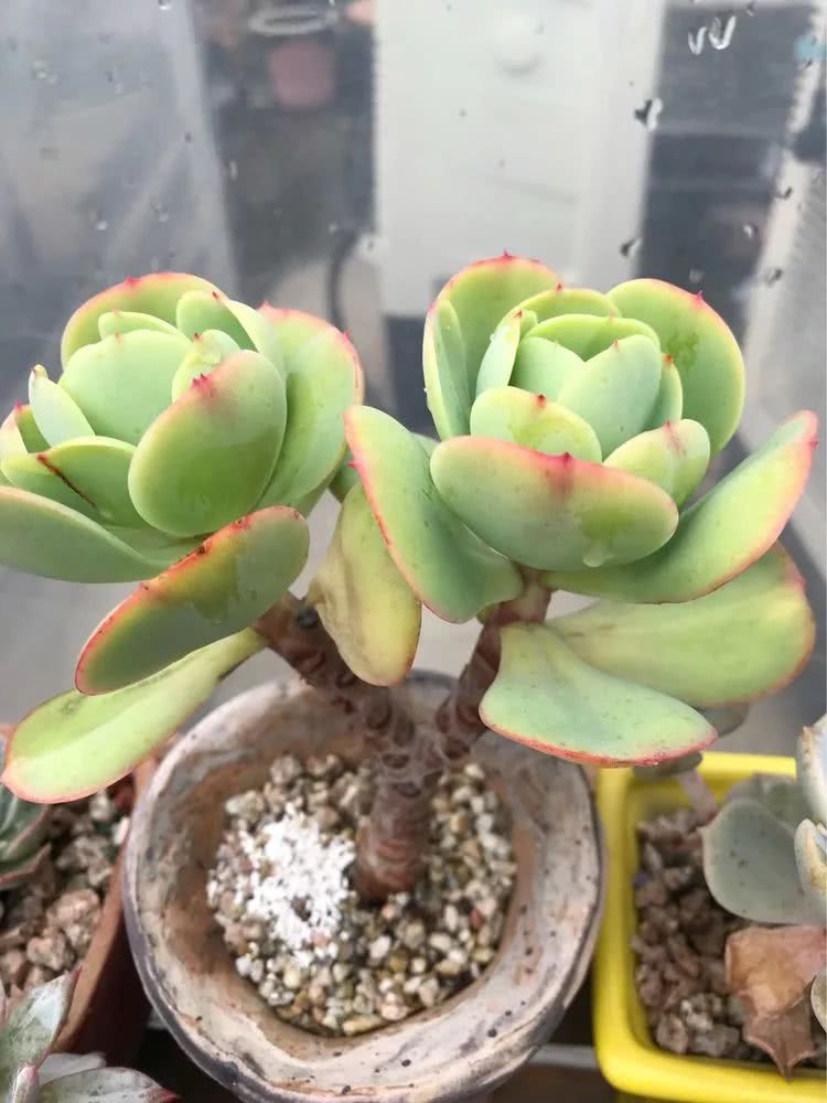 大家平时养多肉比较喜欢哪个系列,四年的养殖生涯