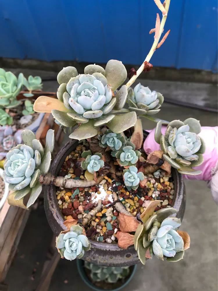 大家平时养多肉比较喜欢哪个系列,四年的养殖生涯