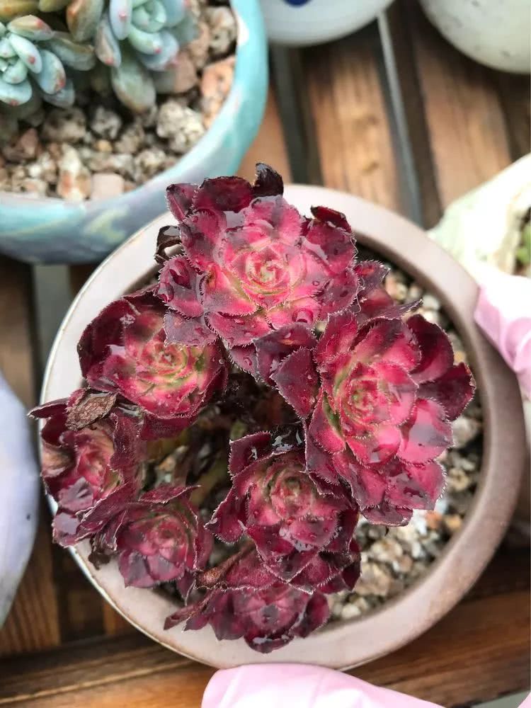 大家平时养多肉比较喜欢哪个系列,四年的养殖生涯