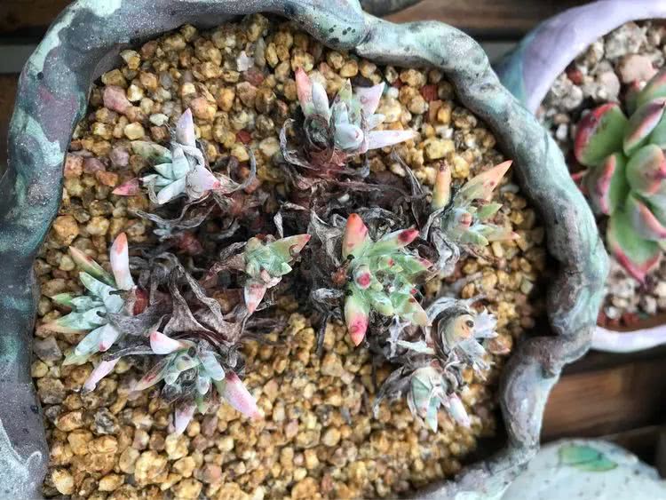 大家平时养多肉比较喜欢哪个系列,四年的养殖生涯