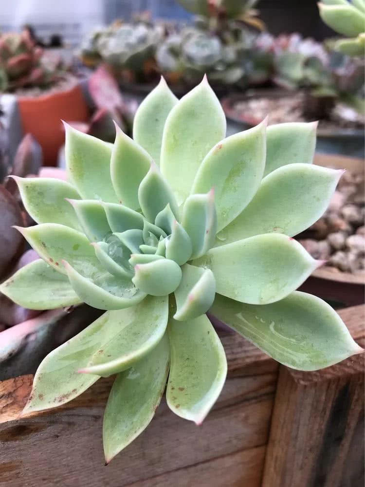 大家平时养多肉比较喜欢哪个系列,四年的养殖生涯