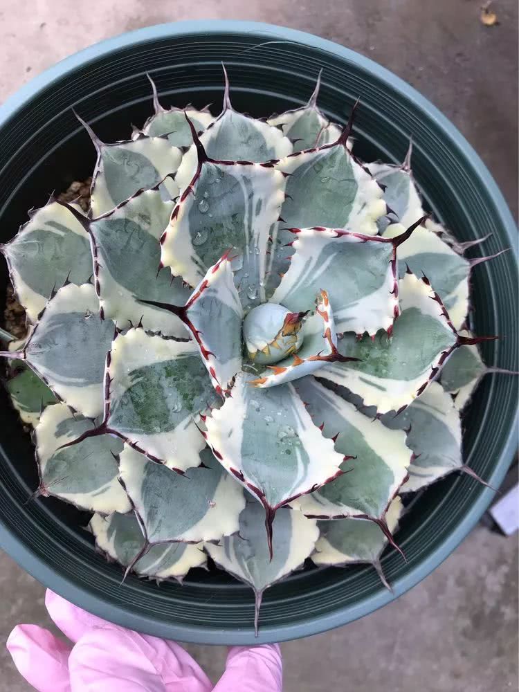 大家平时养多肉比较喜欢哪个系列,四年的养殖生涯