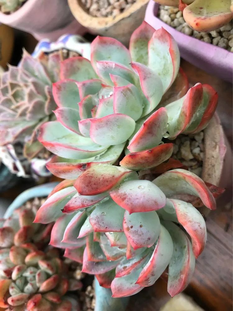 大家平时养多肉比较喜欢哪个系列,四年的养殖生涯