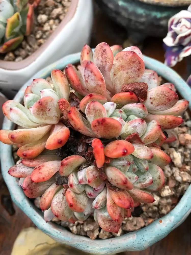 大家平时养多肉比较喜欢哪个系列,四年的养殖生涯