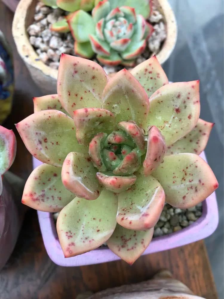 大家平时养多肉比较喜欢哪个系列,四年的养殖生涯