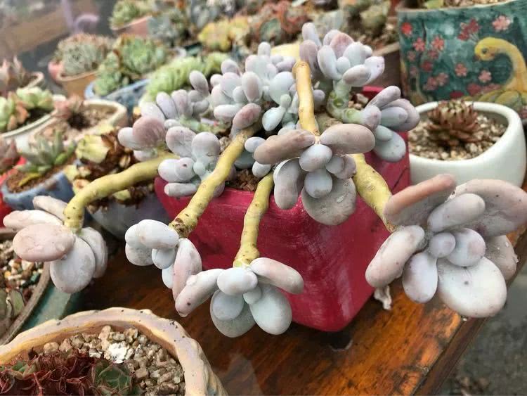 大家平时养多肉比较喜欢哪个系列,四年的养殖生涯