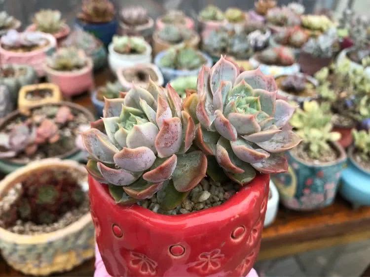 大家平时养多肉比较喜欢哪个系列,四年的养殖生涯