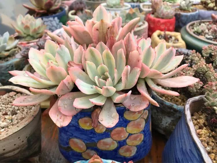 大家平时养多肉比较喜欢哪个系列,四年的养殖生涯