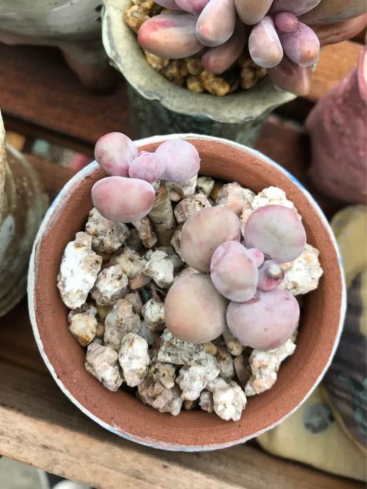 大家平时养多肉比较喜欢哪个系列,四年的养殖生涯