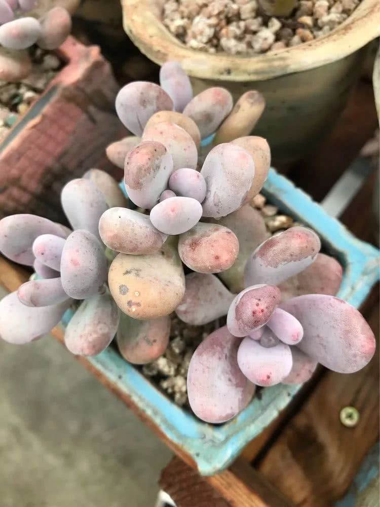 大家平时养多肉比较喜欢哪个系列,四年的养殖生涯