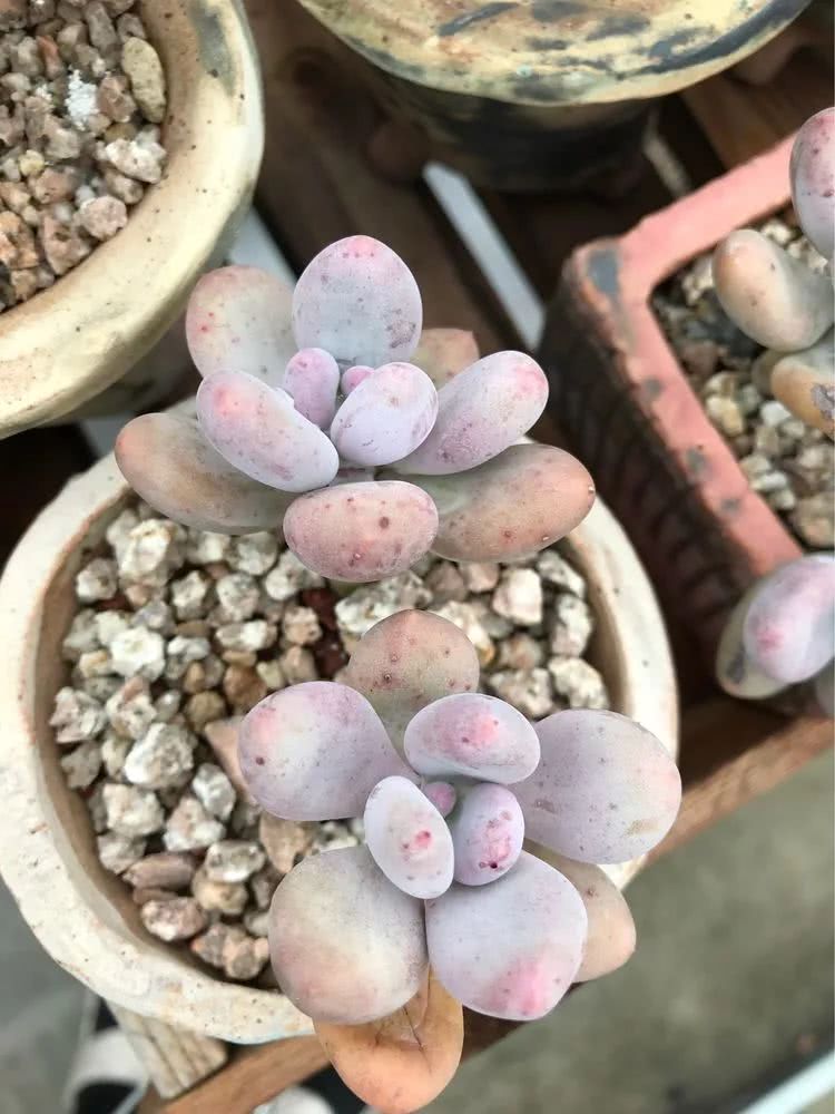 大家平时养多肉比较喜欢哪个系列,四年的养殖生涯