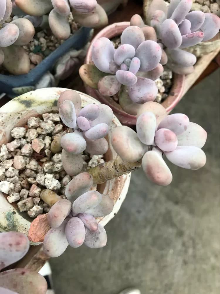 大家平时养多肉比较喜欢哪个系列,四年的养殖生涯