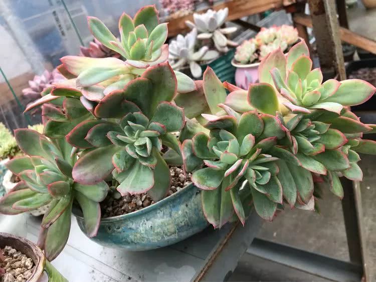 大家平时养多肉比较喜欢哪个系列,四年的养殖生涯