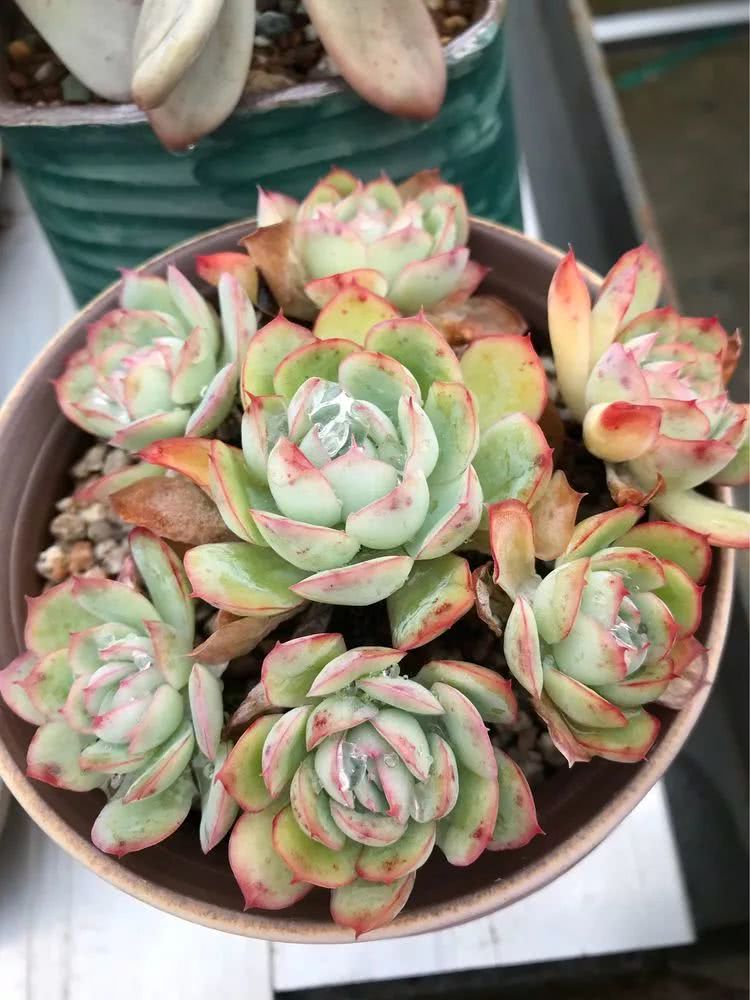 大家平时养多肉比较喜欢哪个系列,四年的养殖生涯