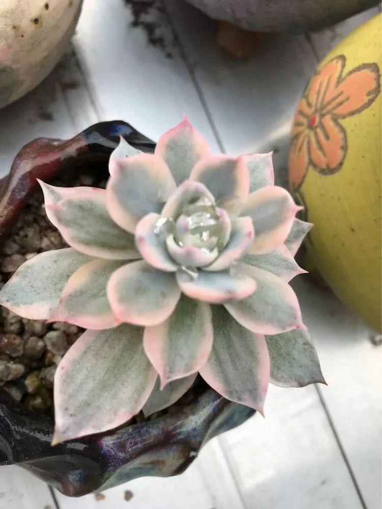 大家平时养多肉比较喜欢哪个系列,四年的养殖生涯