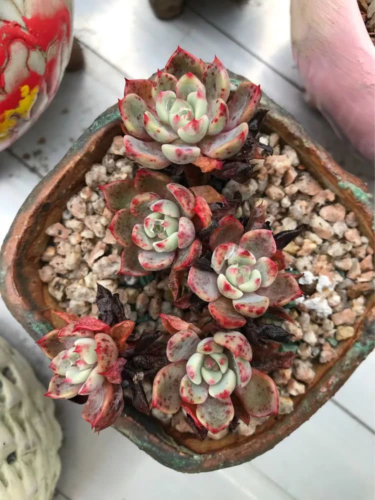 大家平时养多肉比较喜欢哪个系列,四年的养殖生涯