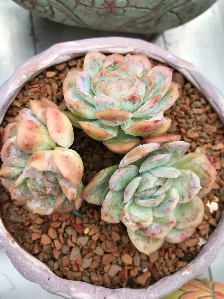 大家平时养多肉比较喜欢哪个系列,四年的养殖生涯