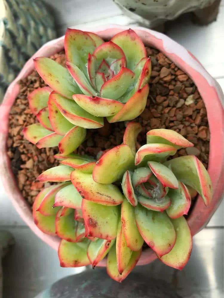 大家平时养多肉比较喜欢哪个系列,四年的养殖生涯