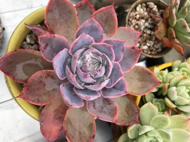 大家平时养多肉比较喜欢哪个系列,四年的养殖生涯