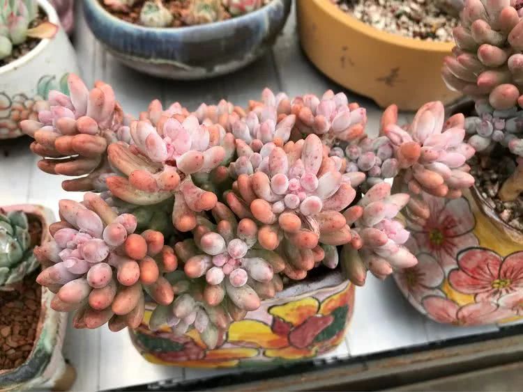 大家平时养多肉比较喜欢哪个系列,四年的养殖生涯