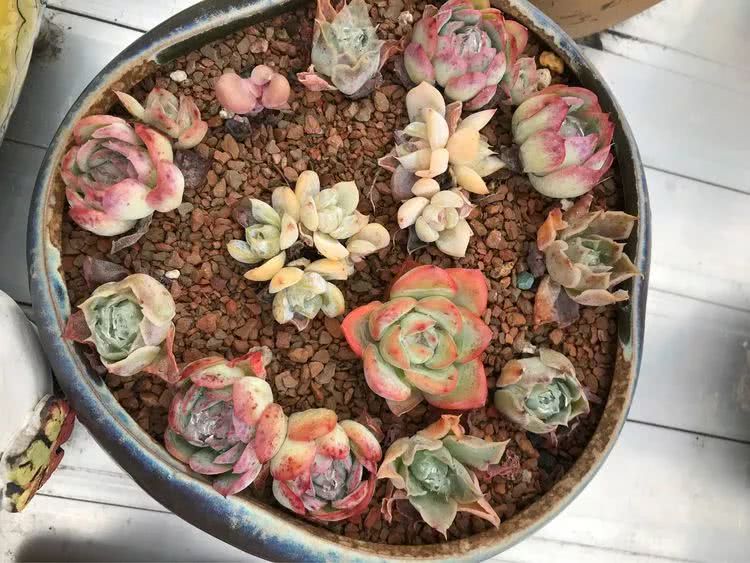 大家平时养多肉比较喜欢哪个系列,四年的养殖生涯