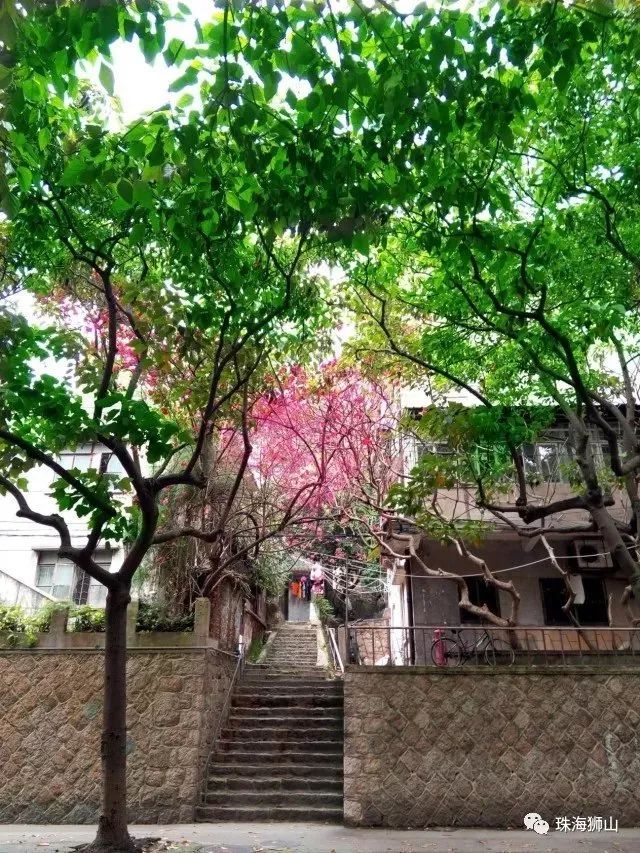 珠海香洲，背街小巷也漂亮