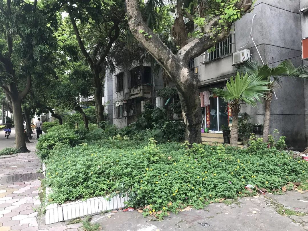 珠海香洲，背街小巷也漂亮