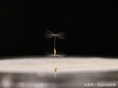 蒲公英种子会飞的过程,蒲公英种子可以飞多少公里