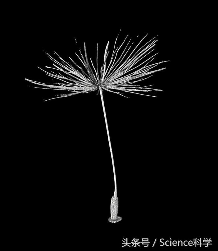 蒲公英种子会飞的过程,蒲公英种子可以飞多少公里