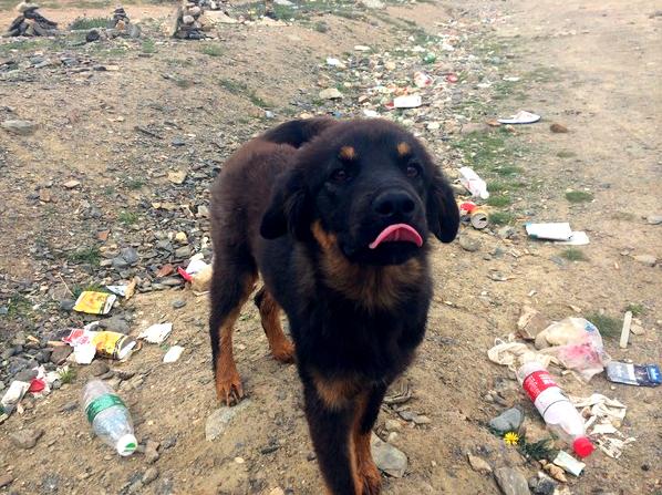 骑行川藏线遇到藏獒怎么办,川藏路线会遇到藏獒吗