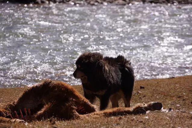 骑行川藏线遇到藏獒怎么办,川藏路线会遇到藏獒吗