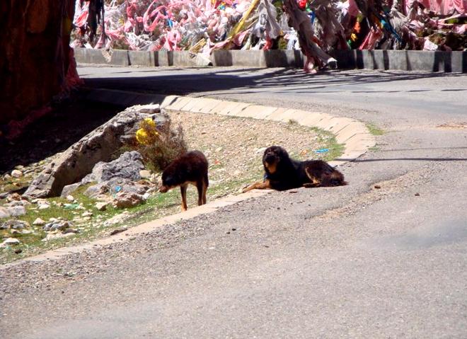 骑行川藏线遇到藏獒怎么办,川藏路线会遇到藏獒吗