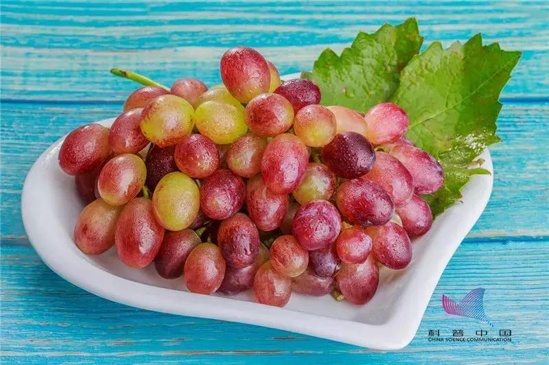 黄心猕猴桃和红心火龙果哪个好,红心猕猴桃和白心的哪个好