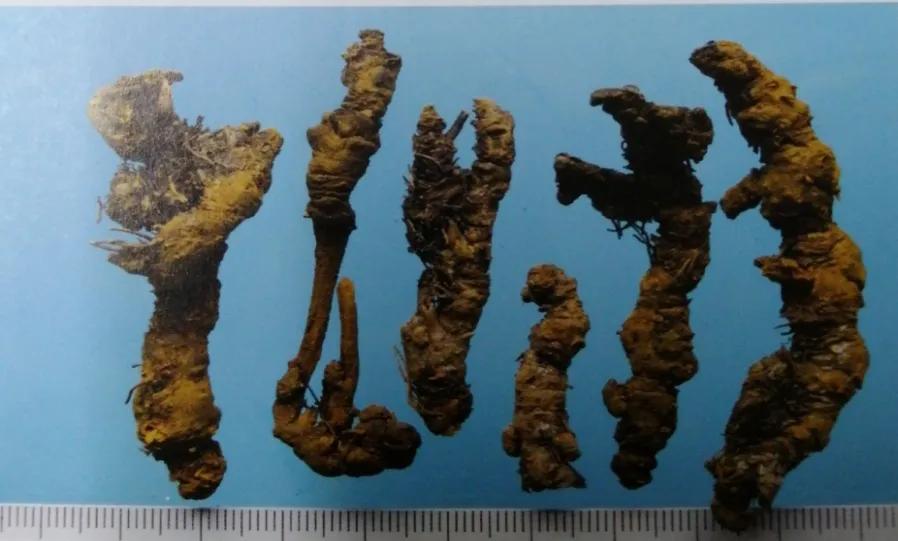 苦到极致的黄连,苦黄连的药用价值