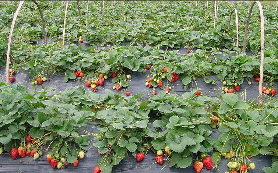 在农村承包100亩地能赚多少钱,农村50亩地种植什么赚钱不愁销路