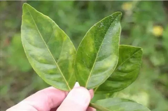 柑橘落果病害图谱大全,柑橘树的果树病害图谱