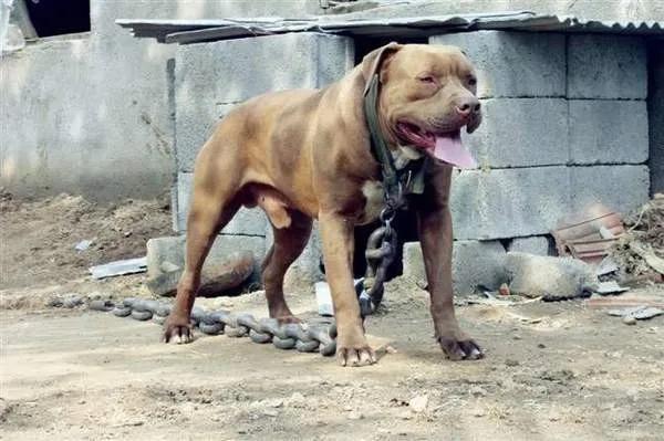 世界十大猛犬藏獒仅排第二,世界十大猛犬排名藏獒只排第六