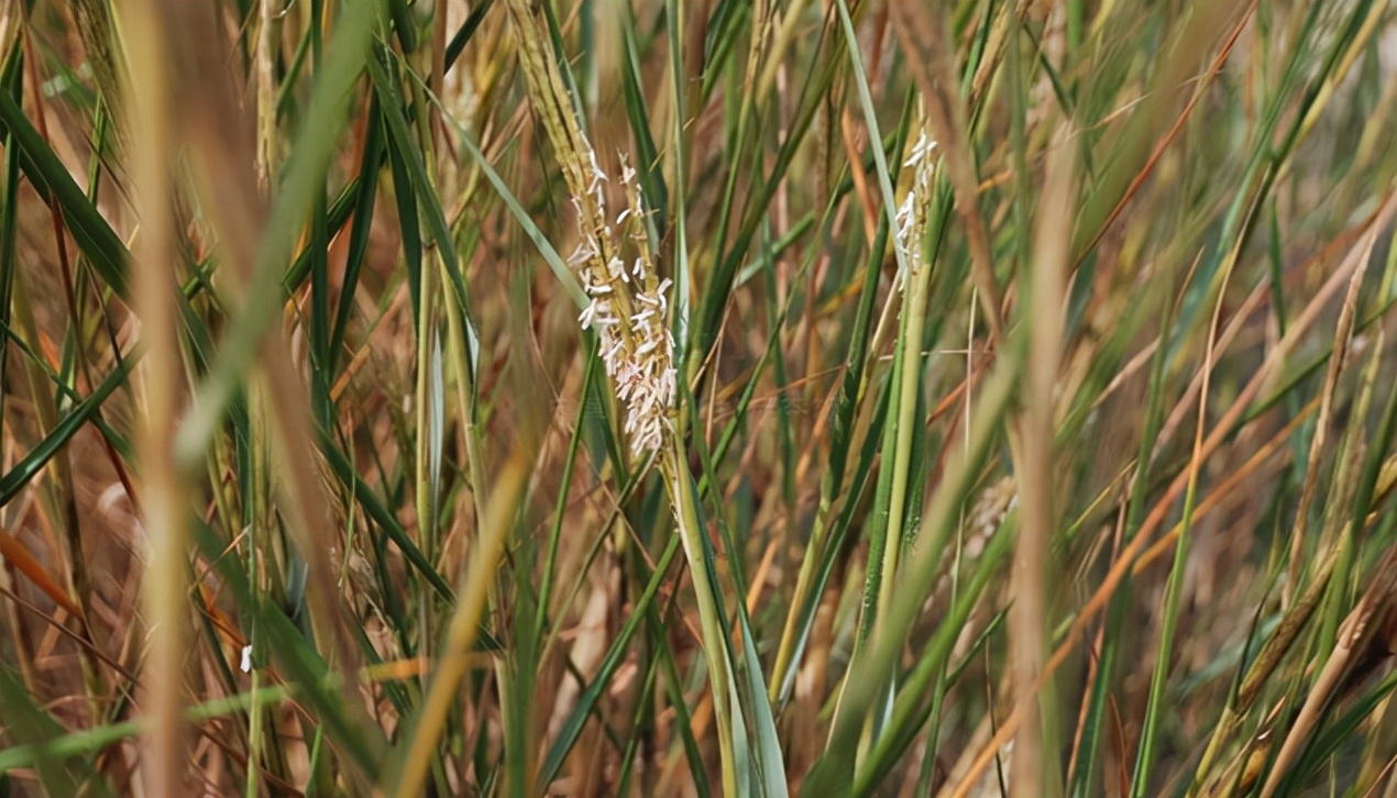 38种常见入侵植物花朵,38种疯狂的入侵植物
