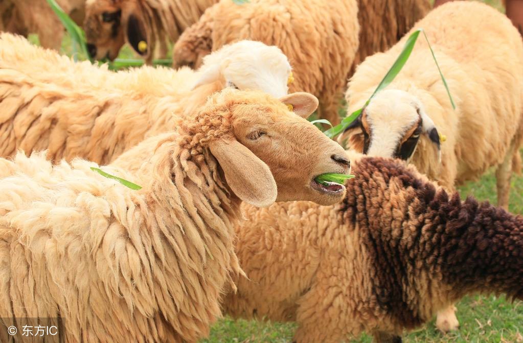 秋季羊养殖,山羊育肥羊怎么养才能快速长膘