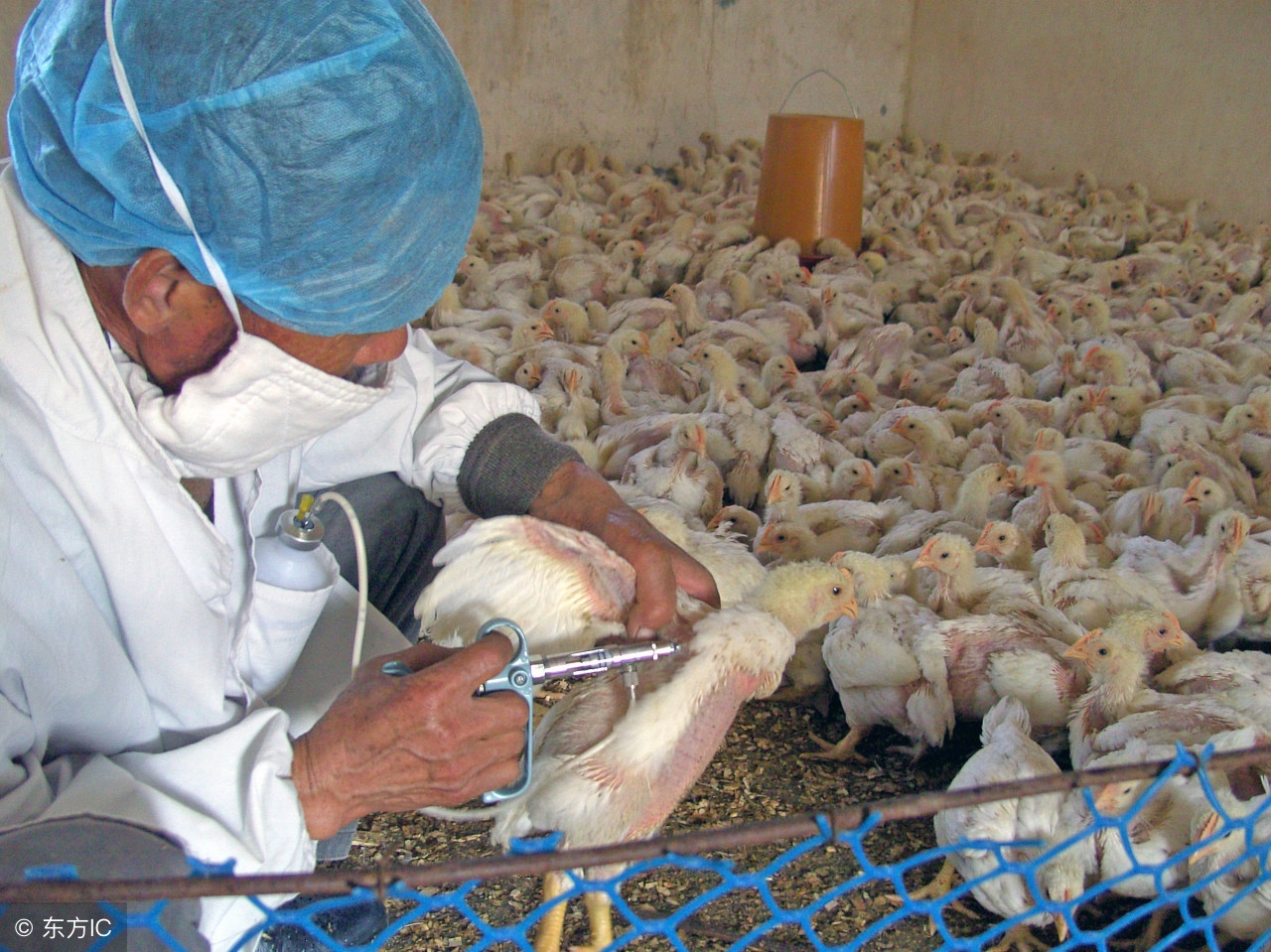 鸡常见的呼吸道疾病,鸡常见传染性疾病