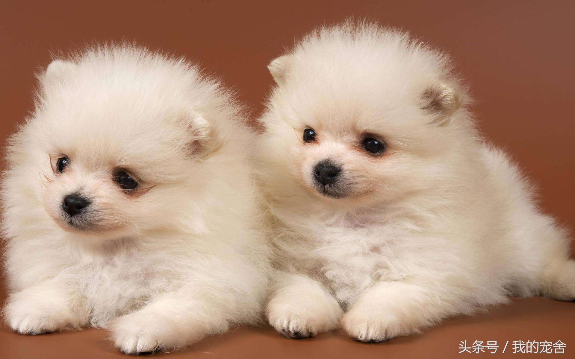 宠物店起步经营模式,开宠物店要具备哪几个条件