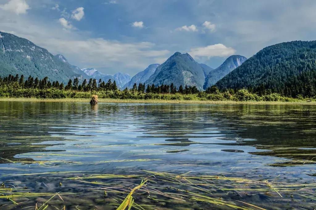 大温的“远东”：在枫树岭皮特草原们生活是怎样的感受？