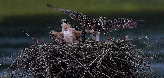 大温的“远东”：在枫树岭皮特草原们生活是怎样的感受？