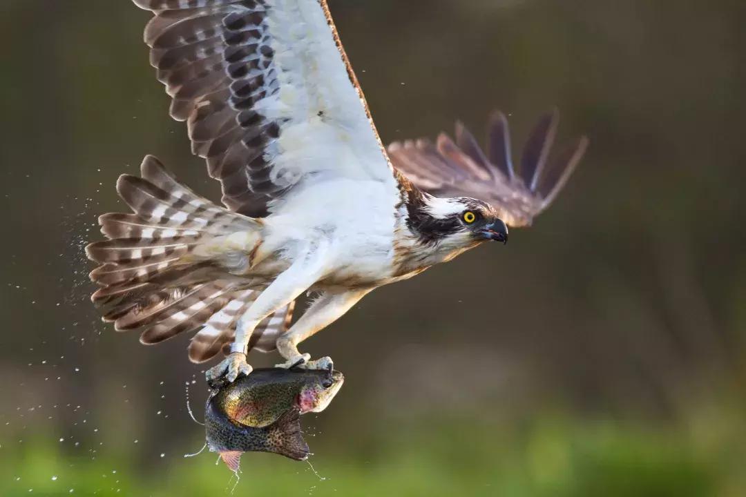 大温的“远东”：在枫树岭皮特草原们生活是怎样的感受？