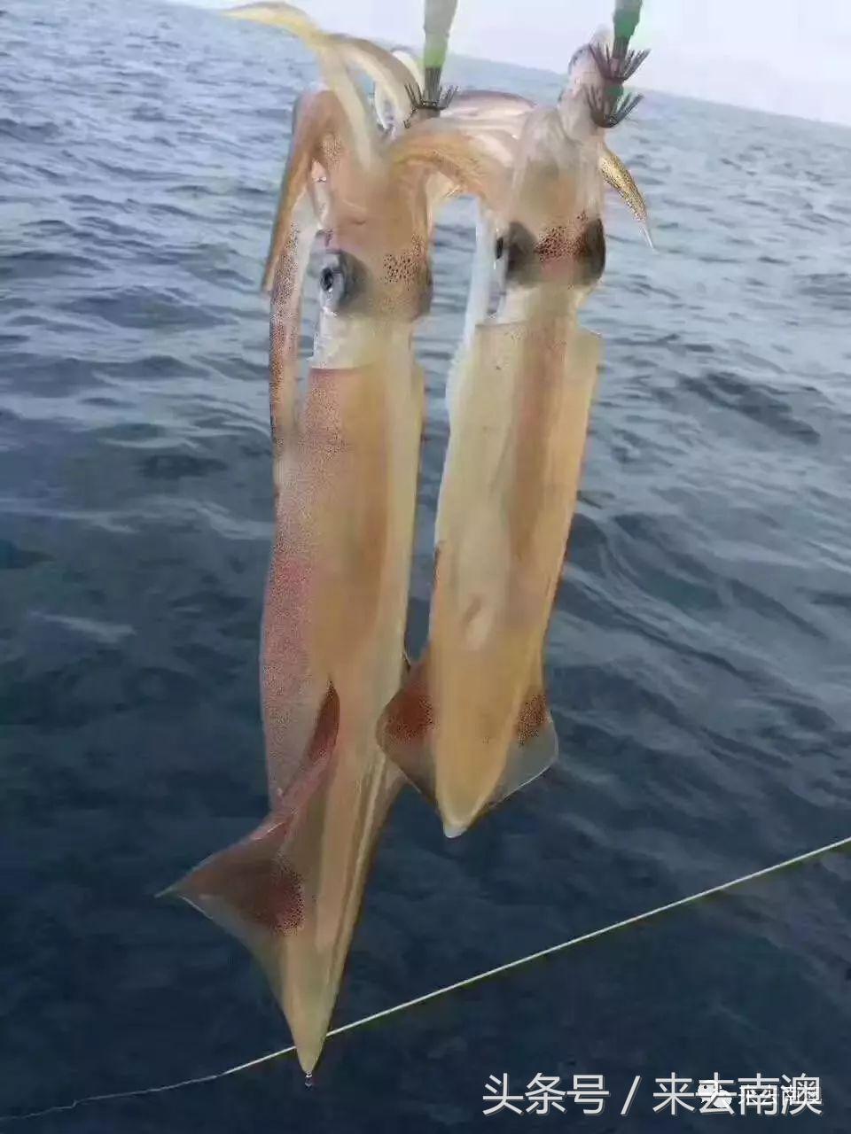南澳岛寄来一个海鲜大箱，然后朋友圈的人纷纷把她屏蔽了