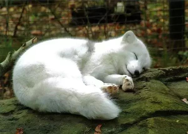 白狐救包拯成仙后再次见面,白狐化龙报恩全集