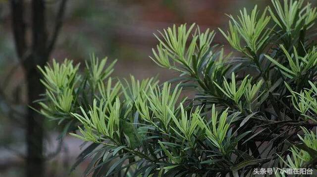 罗汉松黄叶干枯还能恢复吗,罗汉松叶子发黄干枯如何补救