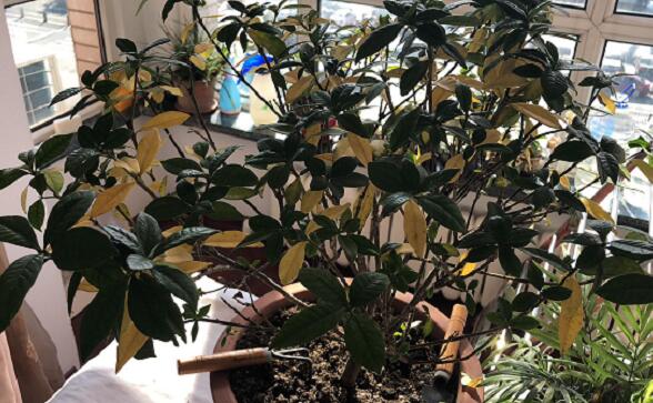 栀子树焦叶黄叶是怎么了,栀子树黄叶怎么样处理