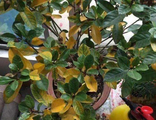 栀子树焦叶黄叶是怎么了,栀子树黄叶怎么样处理